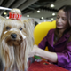 A Yorkshire Terrier named Cali is groomed backstage at Westminster on Feb. 16.